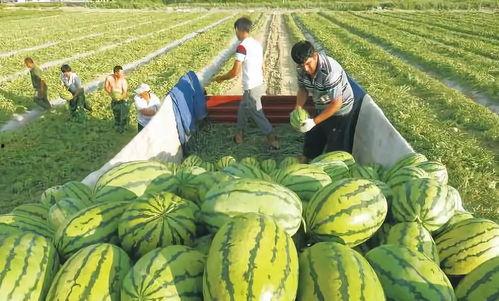 大瓜最新爆料图片,揭秘明星幕后真相 第2张 大瓜最新爆料图片,揭秘明星幕后真相 第2张